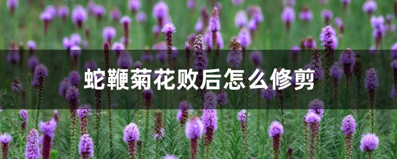 蛇鞭菊花败后怎么修剪