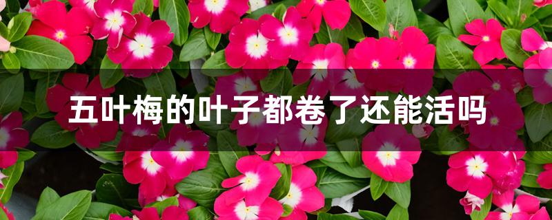 五叶梅的叶子都卷了还能活吗 五叶梅的叶子都卷了还能活吗