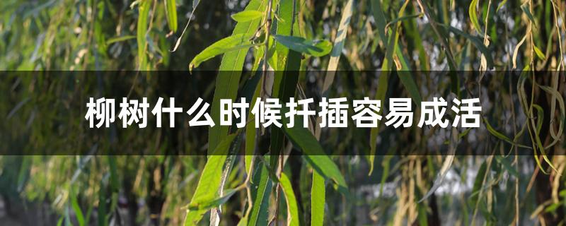 柳树什么时候扦插容易成活