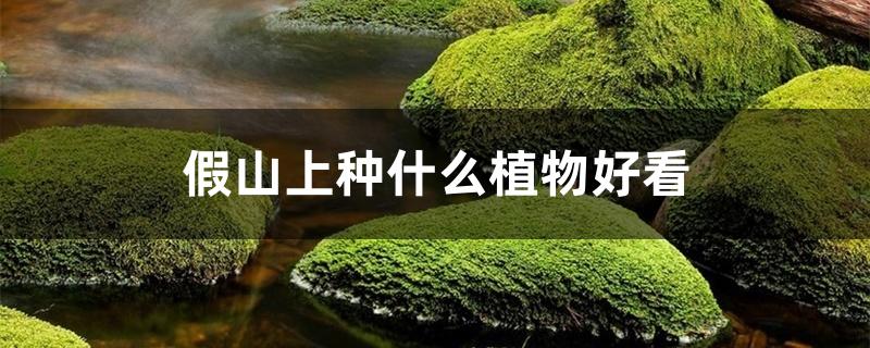 假山上种什么植物好看 假山上种什么植物好看
