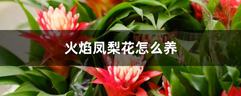 火焰凤梨花怎么养 火焰凤梨花怎么养