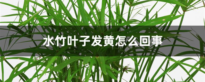 水竹叶子发黄怎么回事 水竹叶子发黄怎么回事