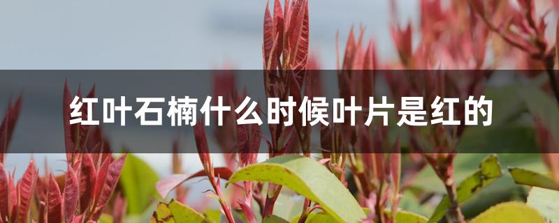 红叶石楠什么时候叶片是红的