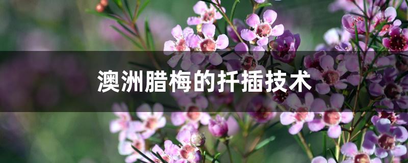 澳洲腊梅的扦插技术 澳洲腊梅的扦插技术
