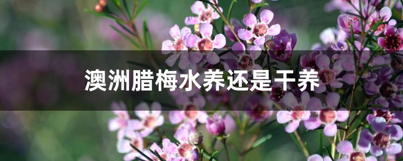 澳洲腊梅水养还是干养 澳洲腊梅水养还是干养