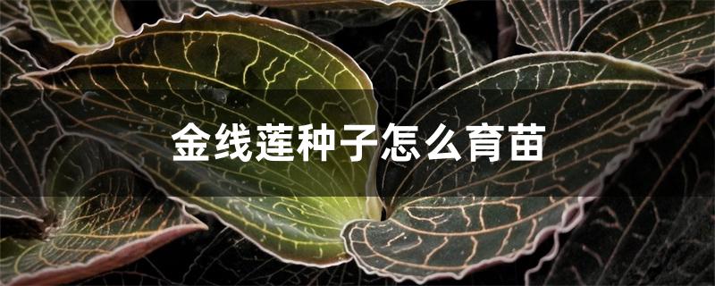 金线莲种子怎么育苗 金线莲种子怎么育苗