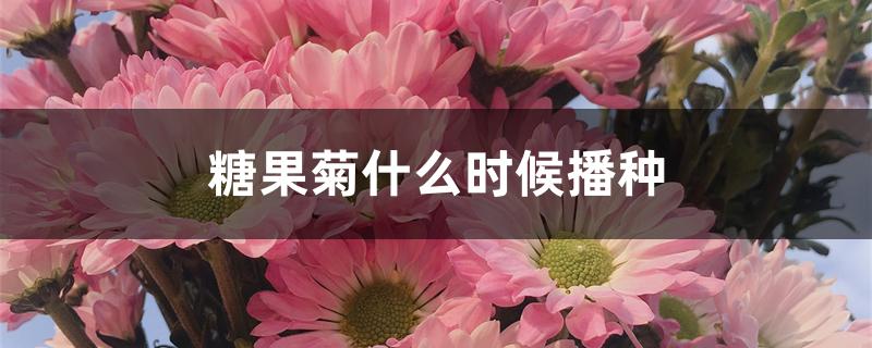 糖果菊什么时候播种 糖果菊什么时候播种