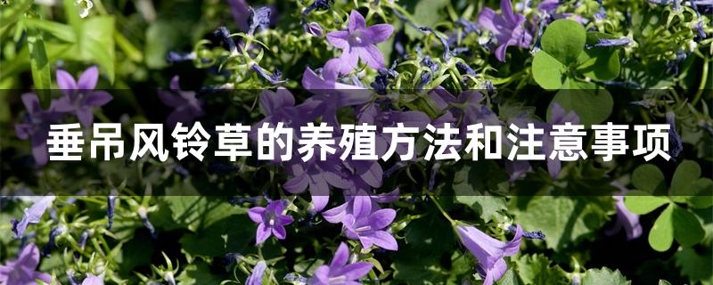 垂吊风铃草的养殖方法和注意事项 垂吊风铃草的养殖方法和注意事项