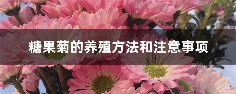糖果菊的养殖方法和注意事项 糖果菊的养殖方法和注意事项