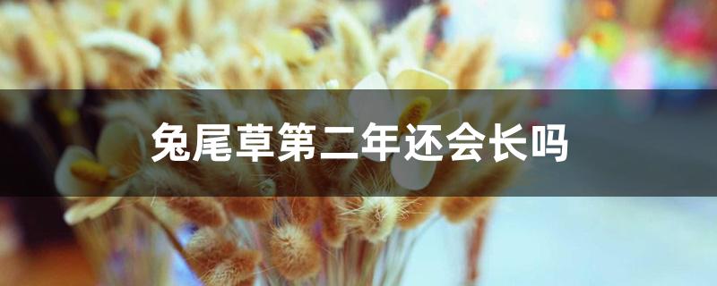 兔尾草第二年还会长吗 兔尾草第二年还会长吗