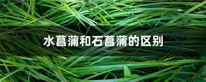 水菖蒲和石菖蒲的区别 水菖蒲和石菖蒲的区别