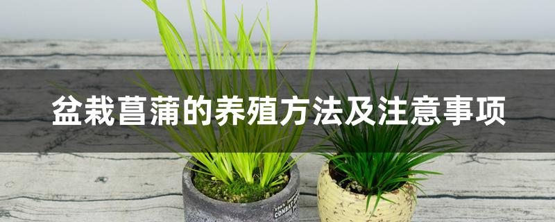盆栽菖蒲的养殖方法及注意事项 盆栽菖蒲的养殖方法及注意事项