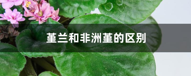 堇兰和非洲堇的区别 堇兰和非洲堇的区别