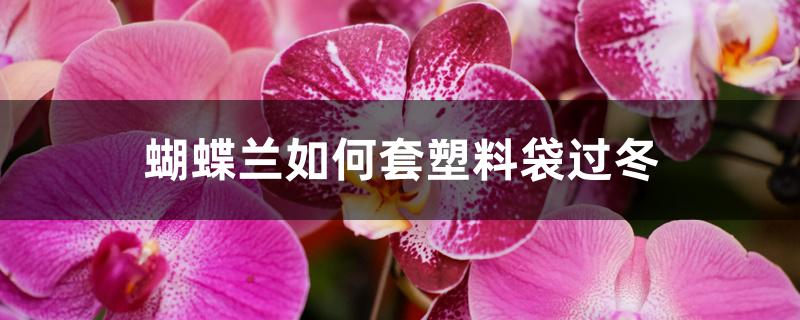 蝴蝶兰如何套塑料袋过冬 蝴蝶兰如何套塑料袋过冬
