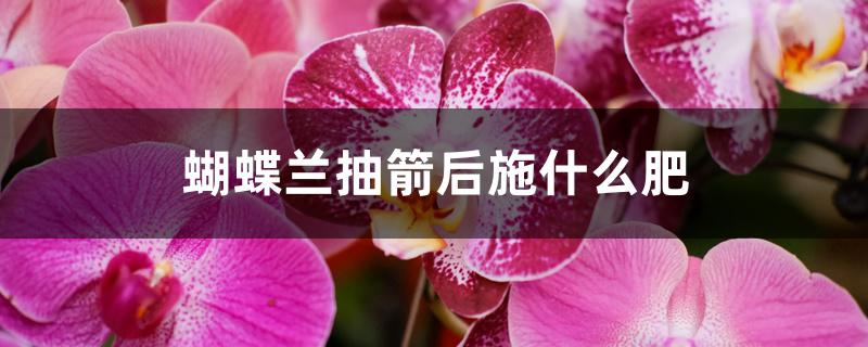 蝴蝶兰抽箭后施什么肥 蝴蝶兰抽箭后施什么肥