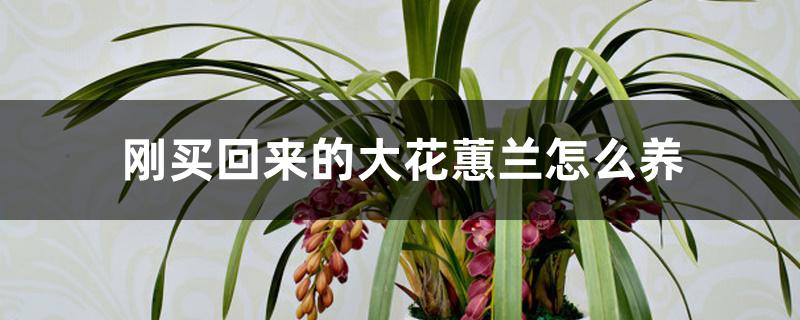 刚买回来的大花蕙兰怎么养 刚买回来的大花蕙兰怎么养