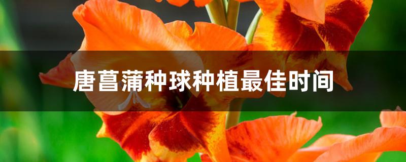 唐菖蒲种球种植最佳时间 唐菖蒲种球种植最佳时间