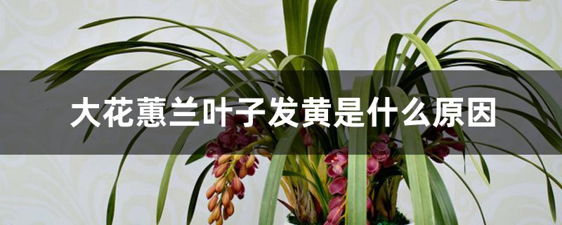 大花蕙兰叶子发黄是什么原因 大花蕙兰叶子发黄是什么原因