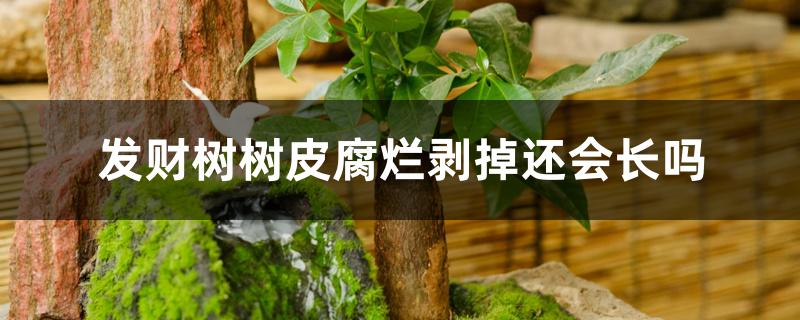发财树树皮腐烂剥掉还会长吗 发财树树皮腐烂剥掉还会长吗