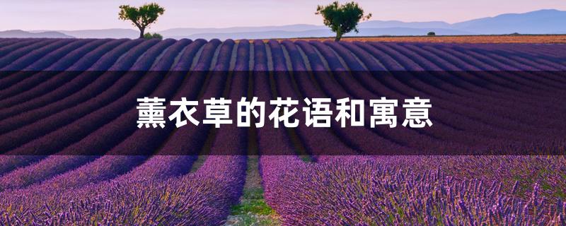 薰衣草的花语和寓意 薰衣草的花语和寓意