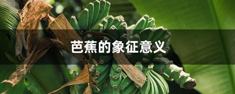 芭蕉的象征意义 芭蕉的象征意义