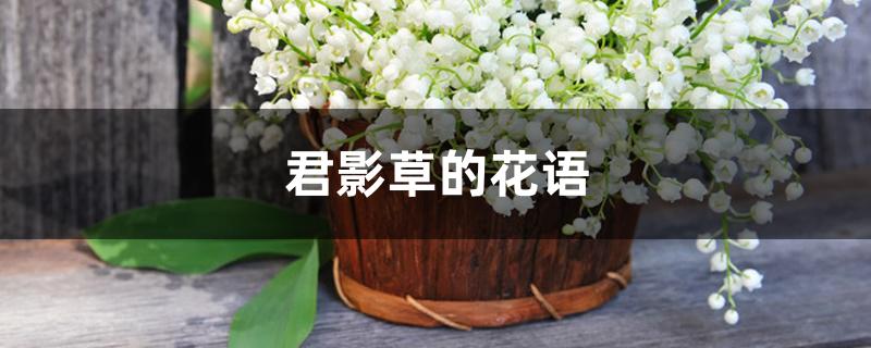 君影草的花语 君影草的花语