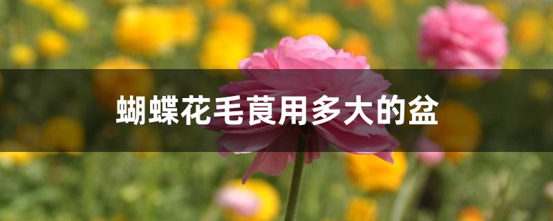 蝴蝶花毛茛用多大的盆 蝴蝶花毛茛用多大的盆