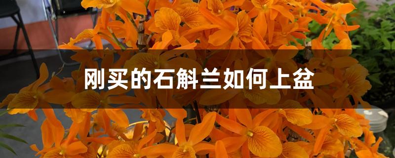 刚买的石斛兰如何上盆 刚买的石斛兰如何上盆