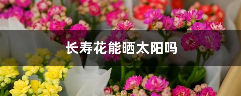 长寿花能晒太阳吗 长寿花能晒太阳吗