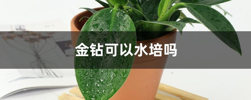 金钻可以水培吗 金钻可以水培吗