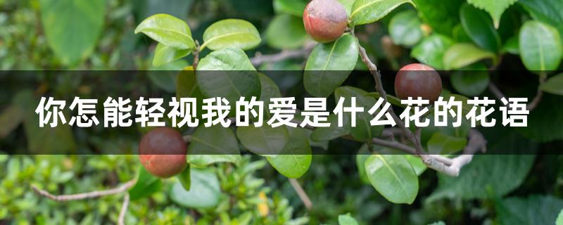 你怎能轻视我的爱是什么花的花语 你怎能轻视我的爱是什么花的花语
