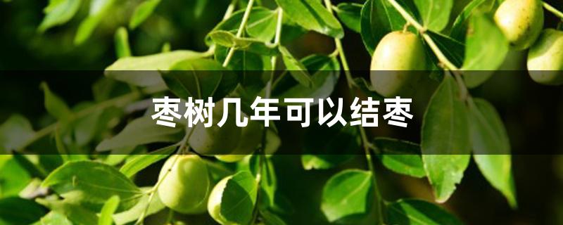 枣树几年可以结枣 枣树几年可以结枣