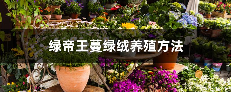 绿帝王蔓绿绒养殖方法 绿帝王蔓绿绒养殖方法