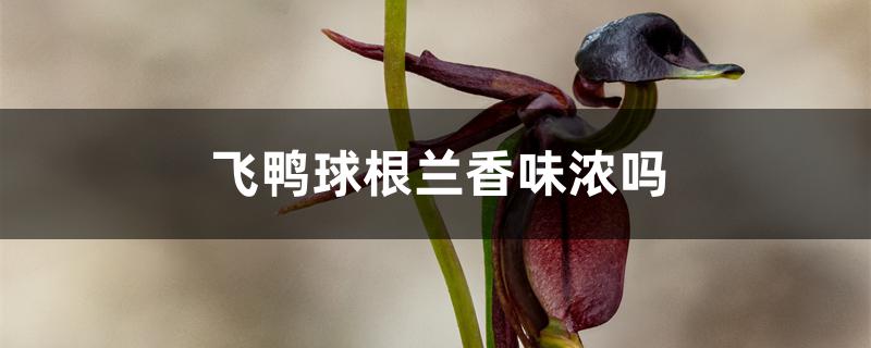 飞鸭球根兰香味浓吗 飞鸭球根兰香味浓吗