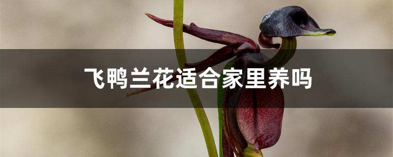 飞鸭兰花适合家里养吗 飞鸭兰花适合家里养吗