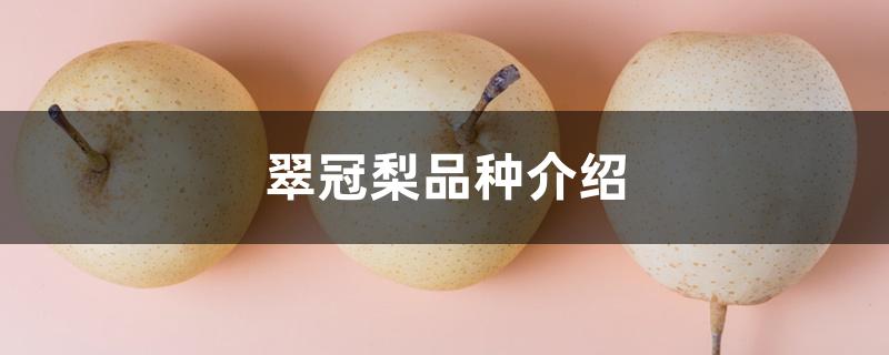 翠冠梨品种介绍 翠冠梨品种介绍