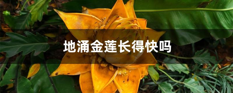 地涌金莲长得快吗 地涌金莲长得快吗