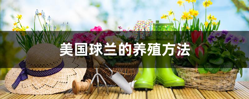 美国球兰的养殖方法 美国球兰的养殖方法