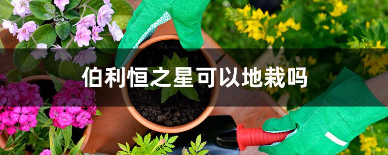 伯利恒之星可以地栽吗 伯利恒之星可以地栽吗