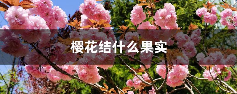 樱花结什么果实 樱花结什么果实