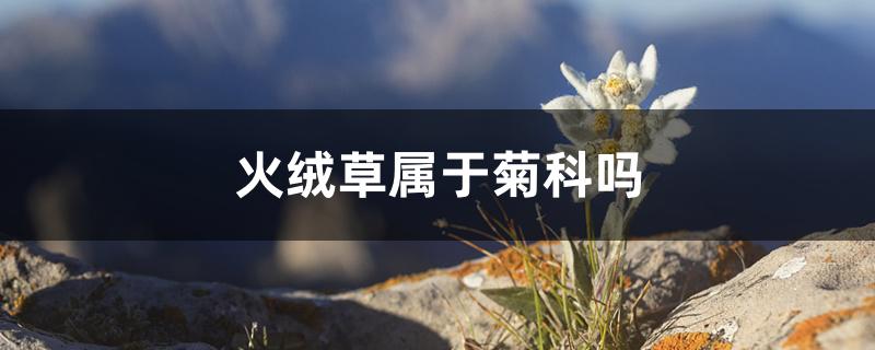 火绒草属于菊科吗 火绒草属于菊科吗