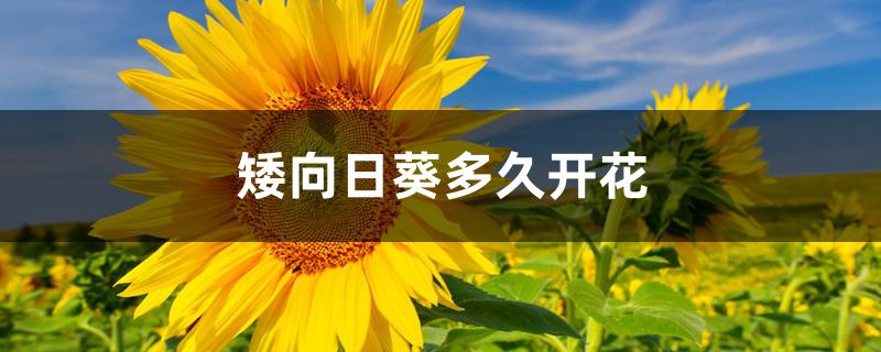 矮向日葵多久开花 矮向日葵多久开花