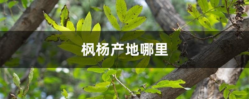 枫杨产地哪里 枫杨产地哪里