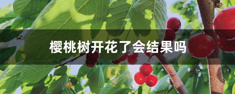 樱桃树开花了会结果吗 樱桃树开花了会结果吗
