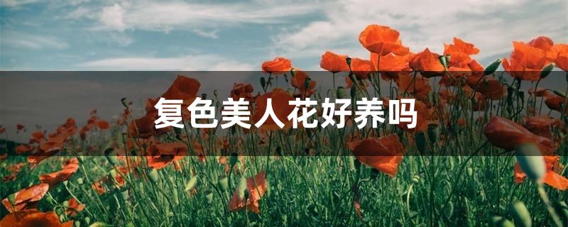 复色美人花好养吗