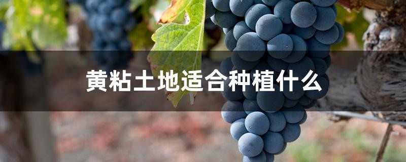 黄粘土地适合种植什么 黄粘土地适合种植什么