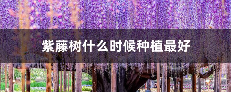 紫藤树什么时候种植最好 紫藤树什么时候种植最好