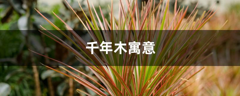 千年木寓意 千年木寓意