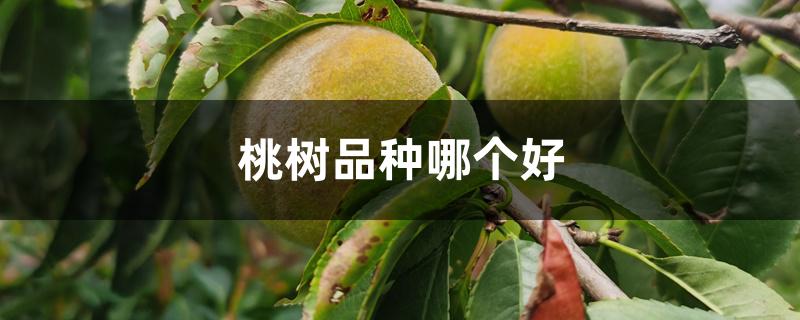 桃树品种哪个好 桃树品种哪个好