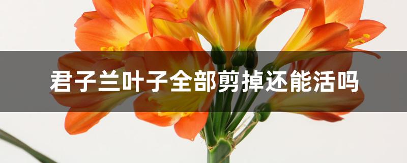 君子兰叶子全部剪掉还能活吗 君子兰叶子全部剪掉还能活吗